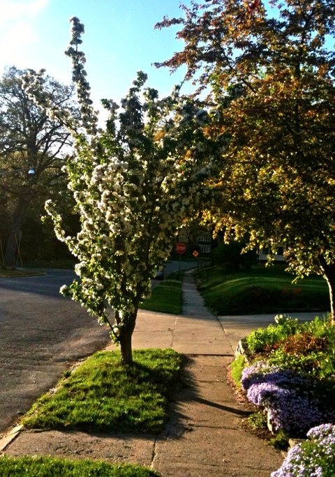 20120413-081131.jpg